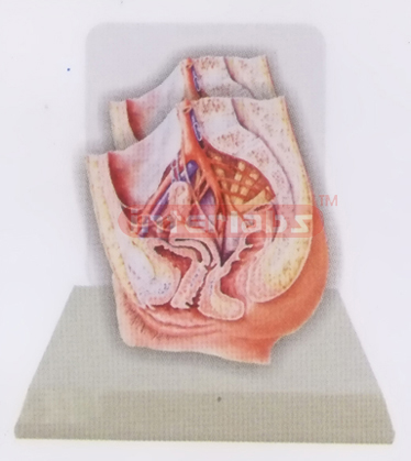 DESK-TYPE, FEMALE HEALTH URINARY PELVIS MODEL WITH DESCRIPTION PLATE